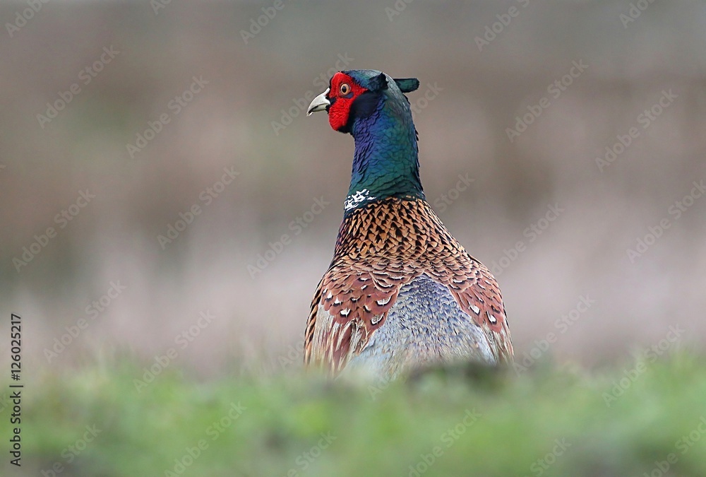 Fototapeta premium Alert Male European Ring-necked Pheasant (Phasianus colchicus) looking over his shoulder.