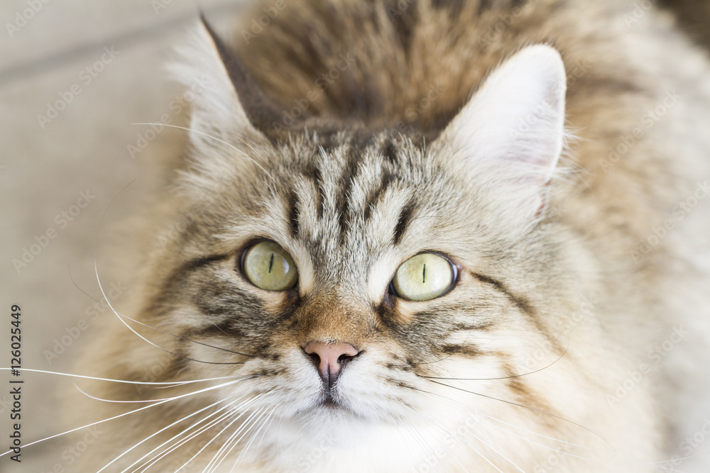 adorable brown siberian cat looking up adorable brown siberian cat looking up