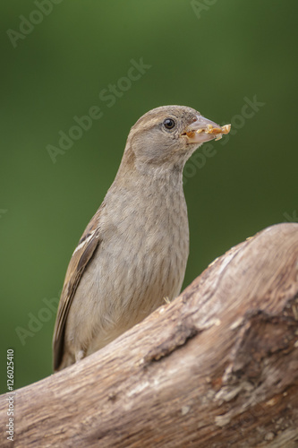 House sparrow with food © Natureimmortal