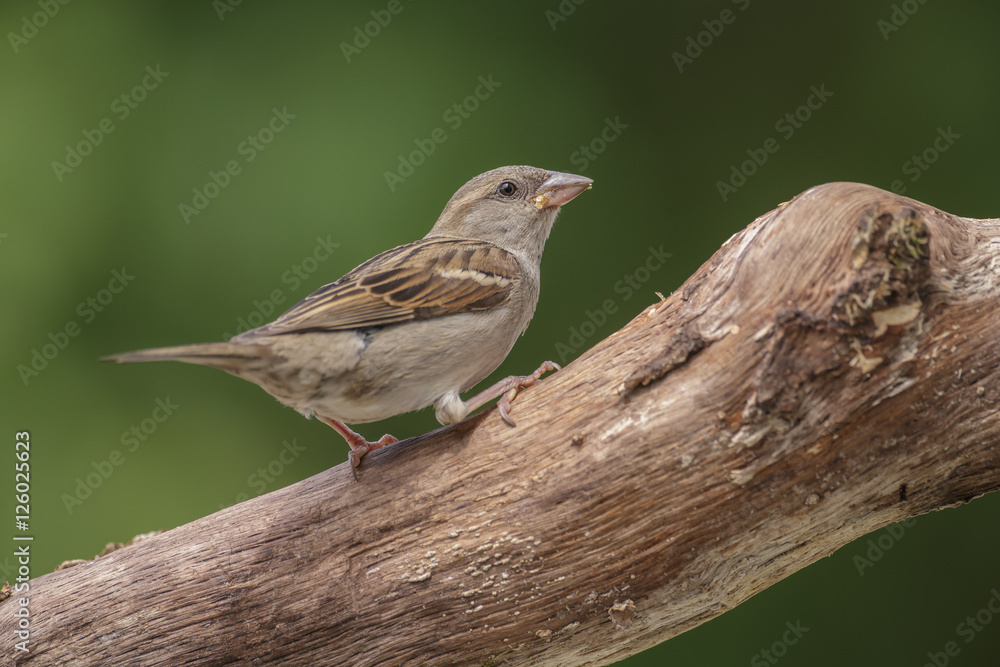 Common house sparrow Common house sparrow
