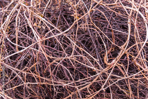 Texture with dry twigs.