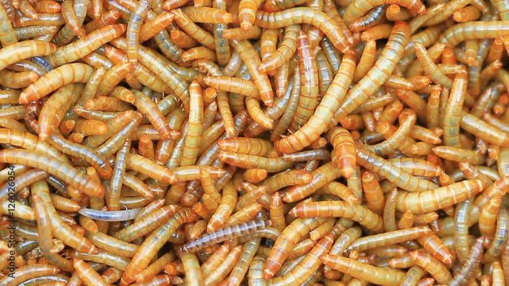 Worms, Meal worms is the common name for the larvae of the beetle Tenebrio molitor Worms, Meal worms is the common name for the larvae of the beetle Tenebrio molitor