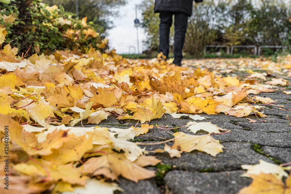 Obraz premium Herbstlaub, belbe Blätter im Herbst auf dem Fußweg, 