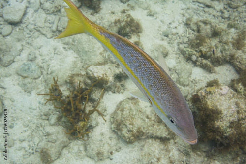 Yellowtail Snapper Swims Around Reef