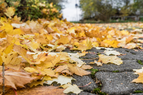 Herbstlaub, belbe Blätter im Herbst auf dem Fußweg, 