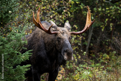 Moose - Alces alces, a male bull emerging from the forest.