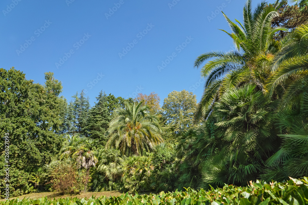 Thickets of palm trees