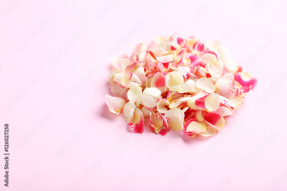 Rose petals on a pink background