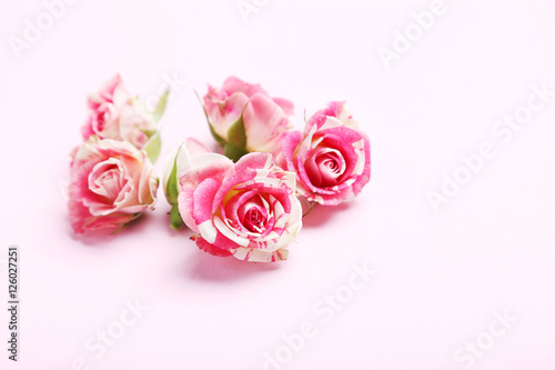 Rose flowers on a pink background