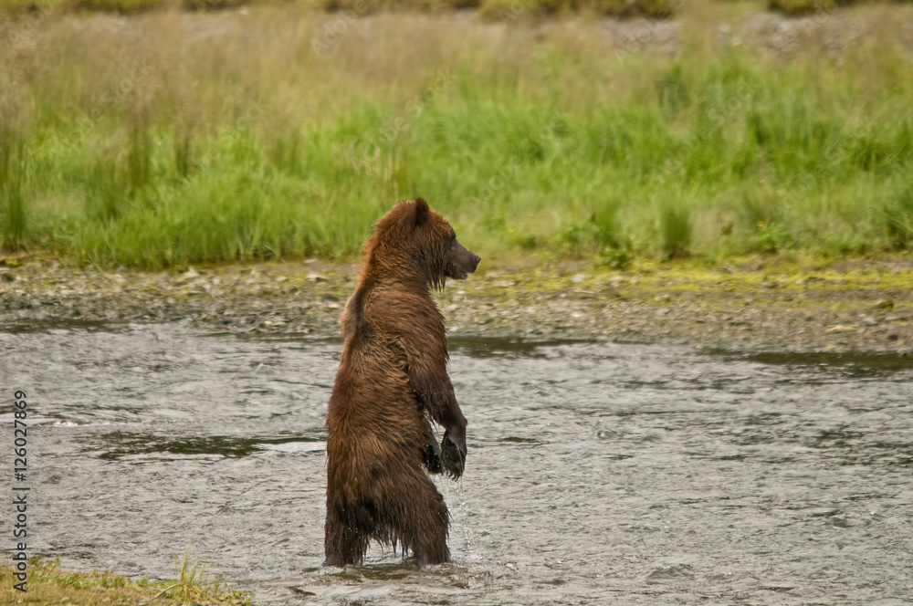 Fototapeta premium This brown bear checks out rival at Pack Creek, Admiralty Island.