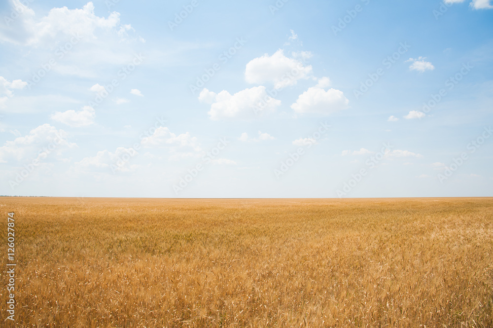 Gold wheat field