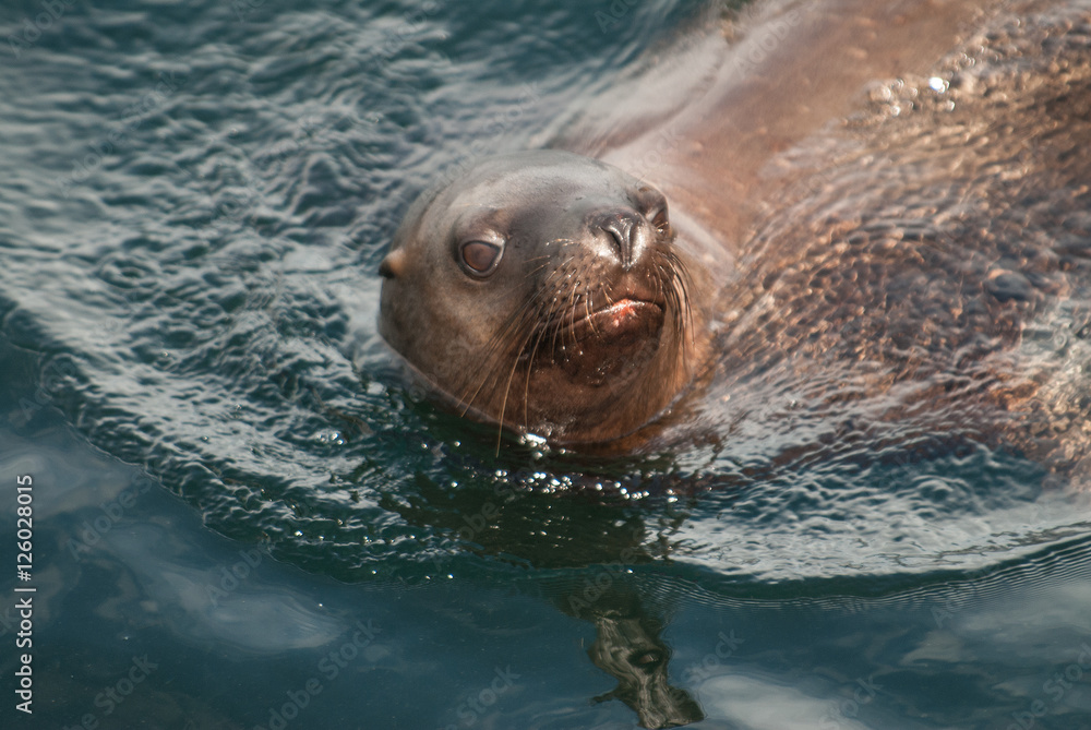 Fototapeta premium Curious Steller Sea Lion