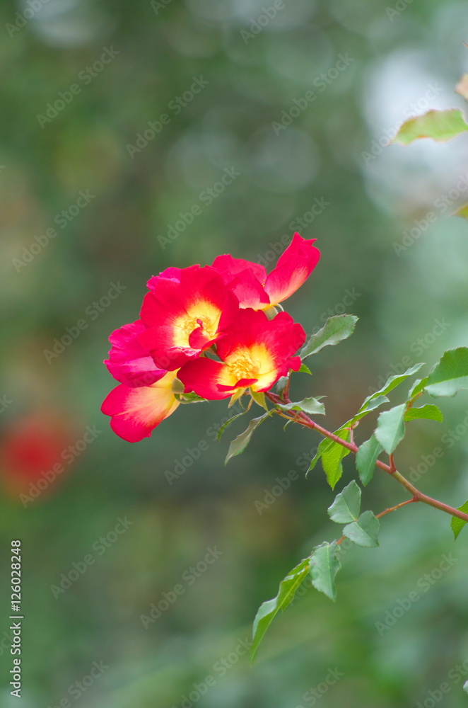 薔薇 薔薇