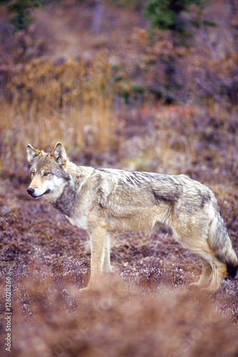 Timber wolf or gray wolf