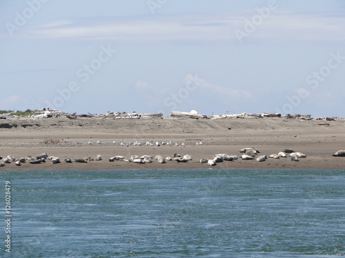 Harbor seals hauled out on the beach photo