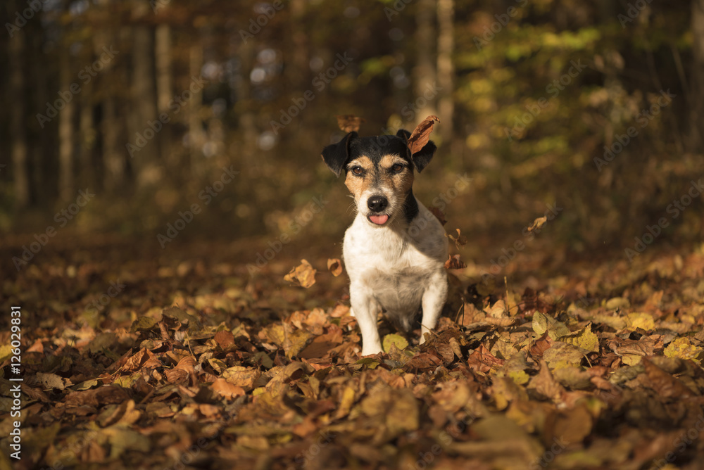 Funny dog sitting in autumn forest - jack russell terrier Funny dog sitting in autumn forest - jack russell terrier