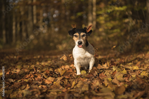 Funny dog sitting in autumn forest - jack russell terrier