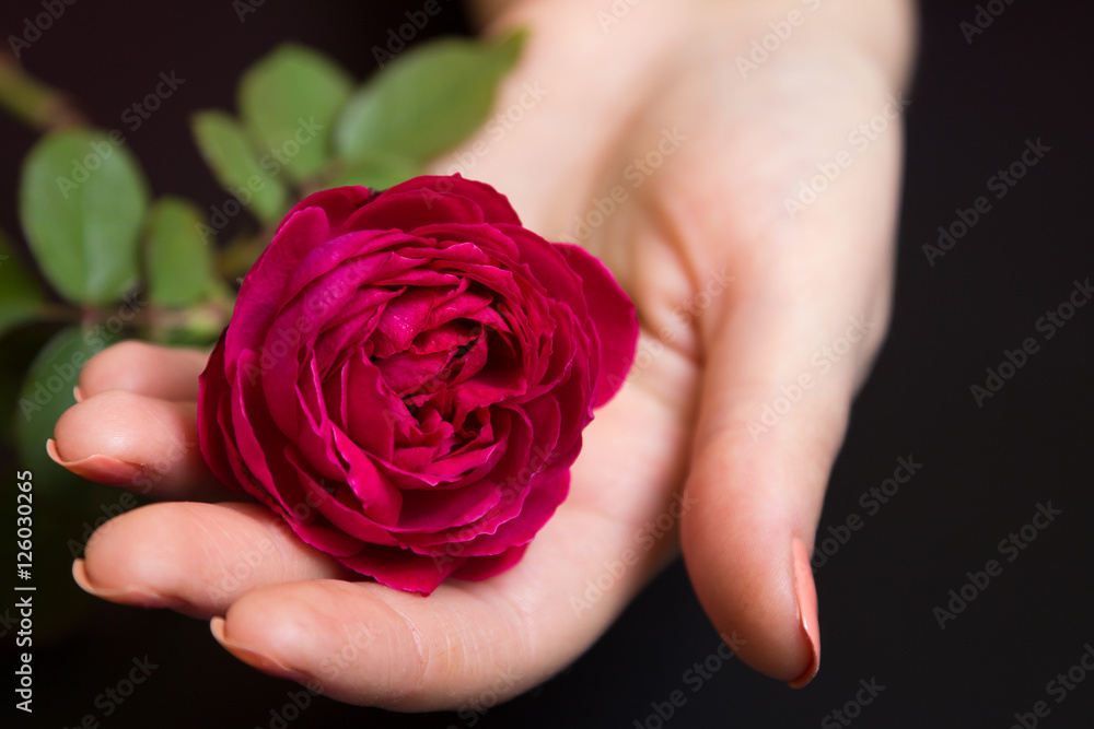 Beautiful red rose in a female hand on a black Beautiful red rose in a female hand on a black