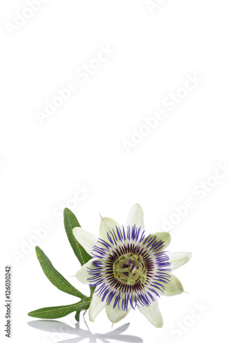 white blue passion flower Passiflora caerulea