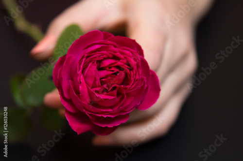 Beautiful red rose in a female hand on a black