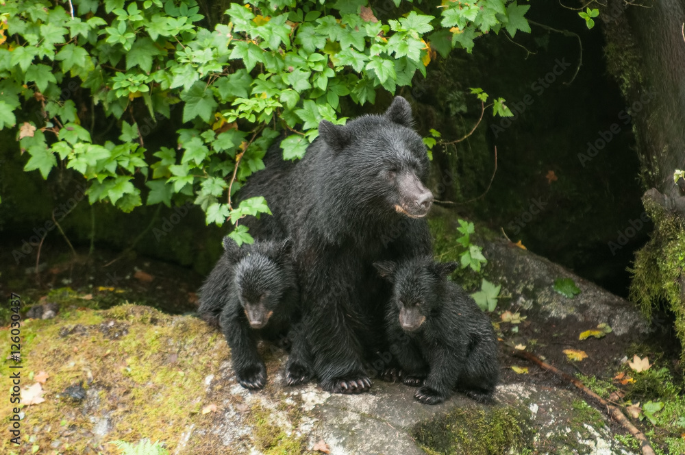 Fototapeta premium Black Bear and Two Cubs, Anan Creek