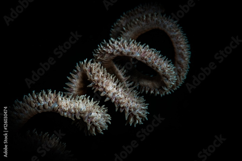 Circles formed by whip coral (Cirripathes sp.) in the Lembeh Straits of North Sulawesi, Indonesia