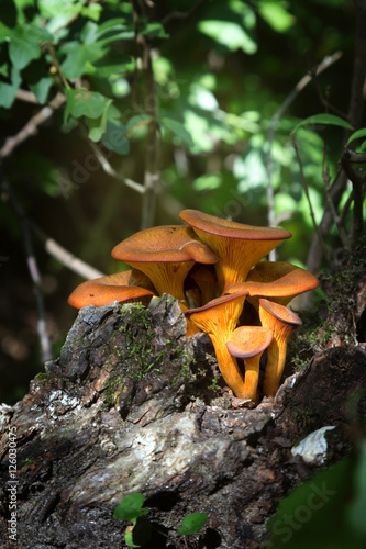 Close up of jack-o'-lantern mushroom (Omphalotus olearius)