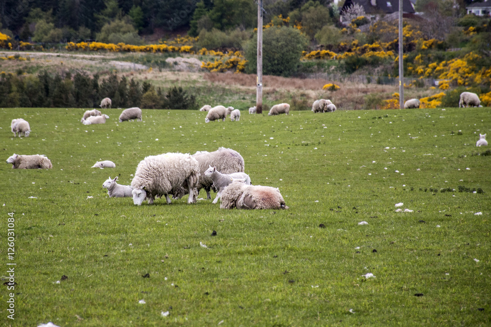 Sheep herd farm on green gras in scotland Sheep herd farm on green gras in scotland