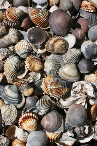 Muscheln am Strand des Lido, Venedig