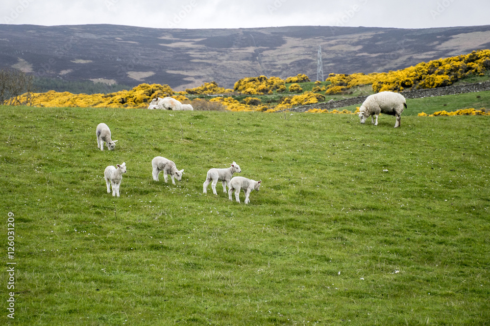 Naklejka premium Sheep herd farm on green gras in scotland 2