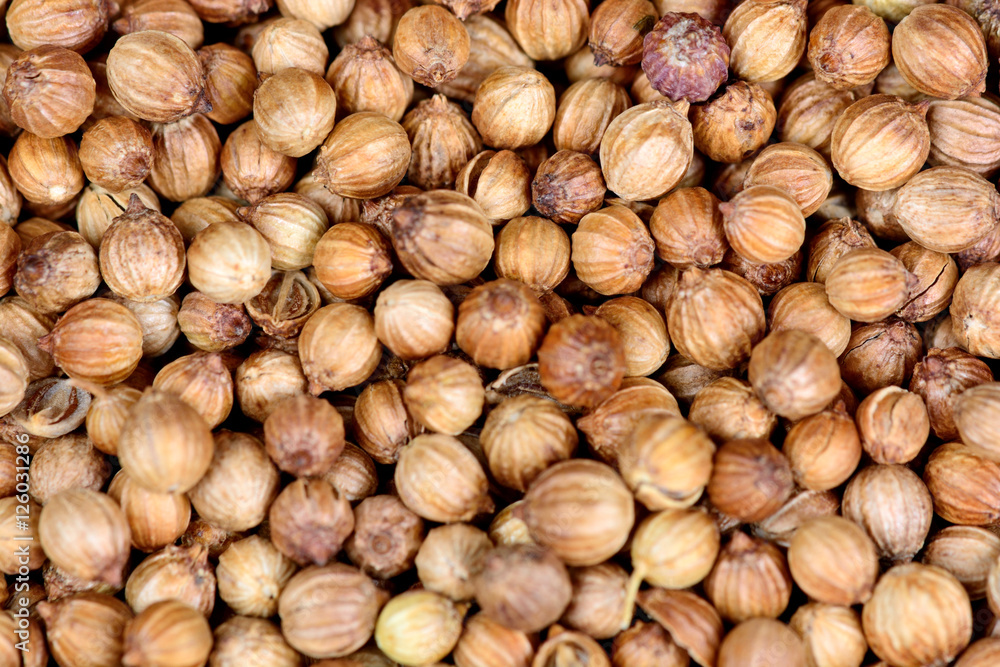 Horizontal background of coriander