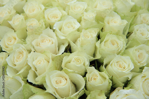 White wedding roses