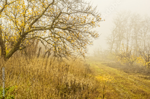 Foggy day in autumn forest