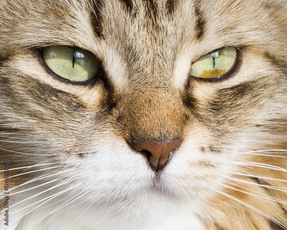 Foreground of a beautiful brown white siberian cat Foreground of a beautiful brown white siberian cat