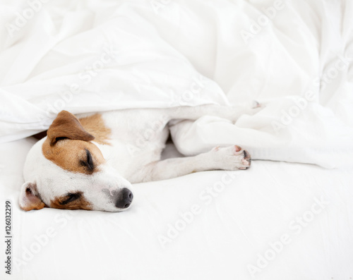 Sleeping dog at bed © Tatyana Gladskih