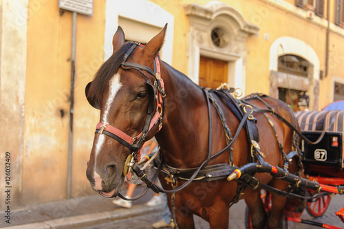 Brown horse attached to romantic charriot in Rome, Italy photo