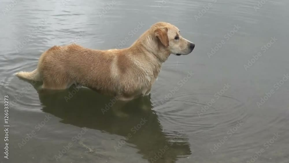 A Lambrador comes out of the pond. Close up shot. A Lambrador comes out of the pond. Close up shot.