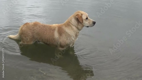 A Lambrador comes out of the pond. Close up shot. photo