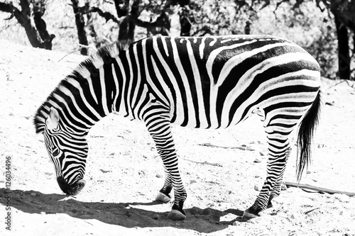 Black and White Zebra