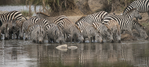 Zebras at Waterhole, Serengeti