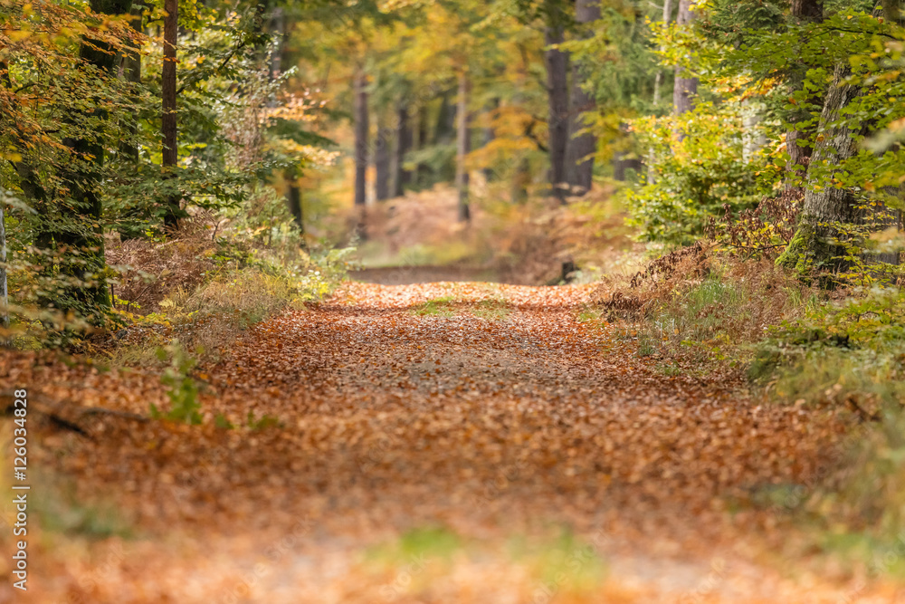 Obraz premium herbst