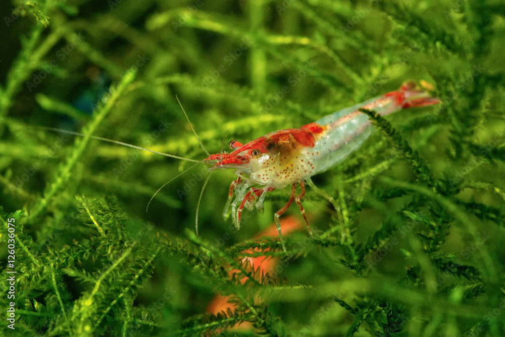 Freshwater white shrimp closeup shot in aquarium (genus Neocaridina) Freshwater white shrimp closeup shot in aquarium (genus Neocaridina)