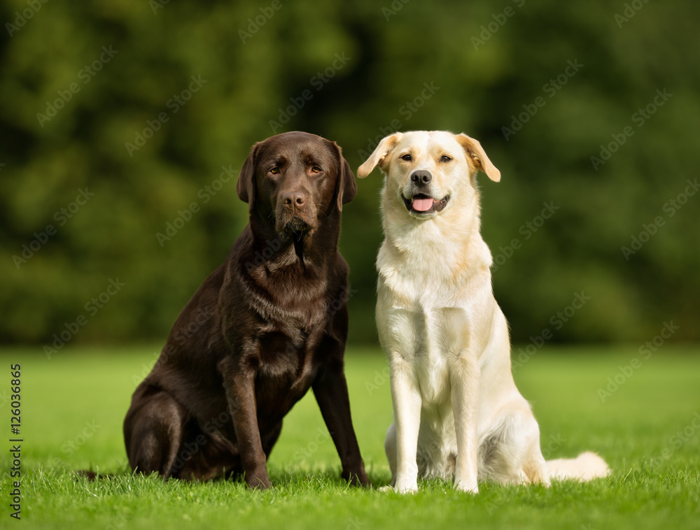 Labrador Retriever Dogs