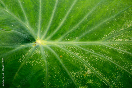 Bilde på lerret green lotus leaf,closeup locus leaf