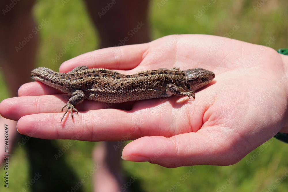 Lizard on the palm. The little reptile in his hand. Lizard on the palm. The little reptile in his hand.