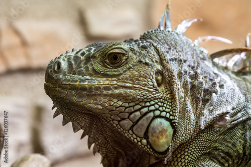 Closeup of an iguana reptil face 5