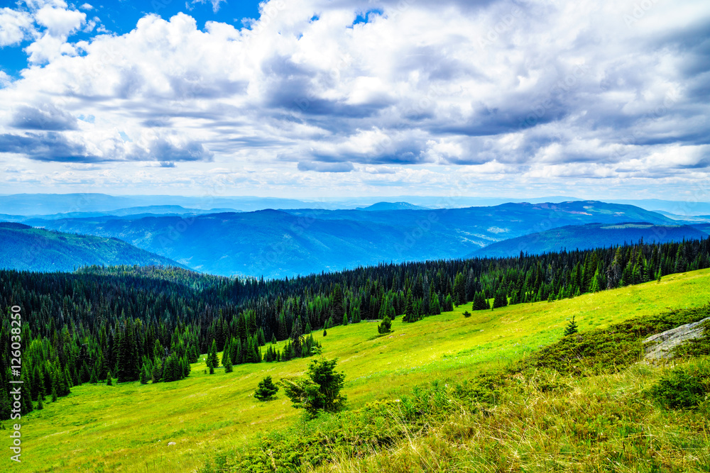 Obraz premium Pine Beetle affected forest in the Shuswap Highlands of British Columbia, Canada
