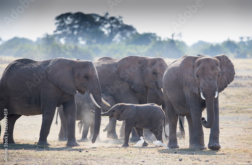 Family elephants on the african savannah