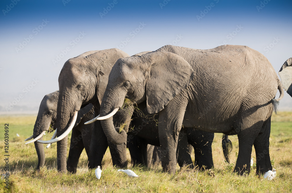 Herd of elephants in Amboseli National Park Kenia