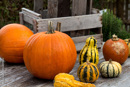 Pumpkins on wooden Table 1